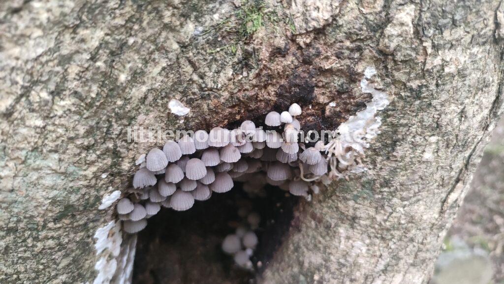 【滑転注意】きのこ・苔を愛でつつ渓流を下る