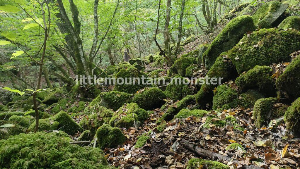 【滑転注意】きのこ・苔を愛でつつ渓流を下る