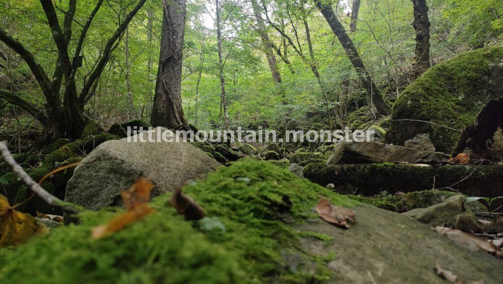 【滑転注意】きのこ・苔を愛でつつ渓流を下る