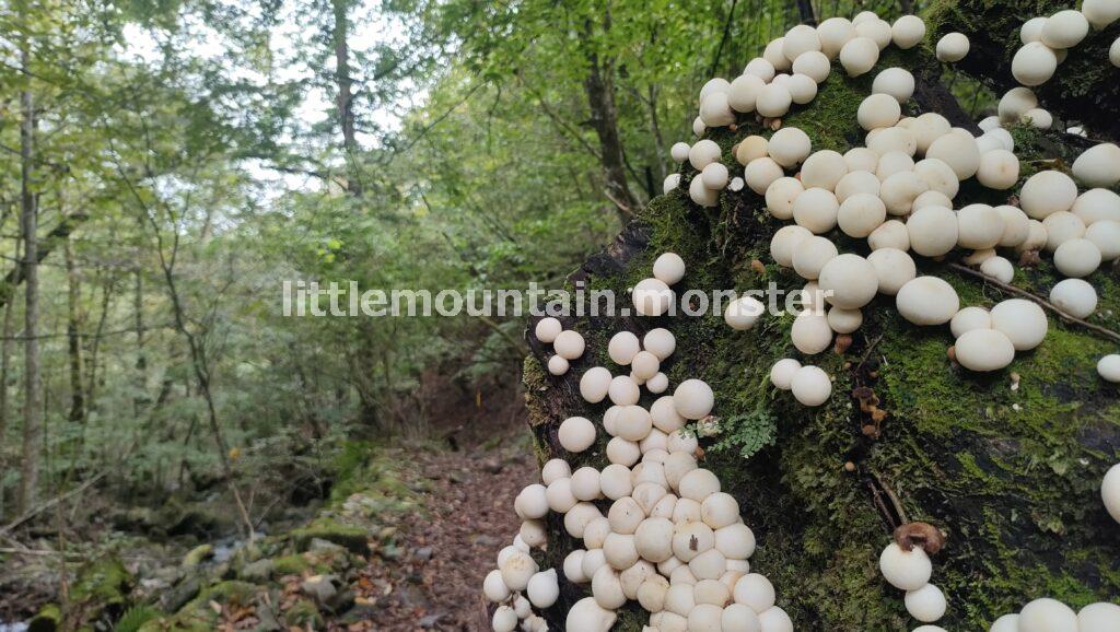 【滑転注意】きのこ・苔を愛でつつ渓流を下る