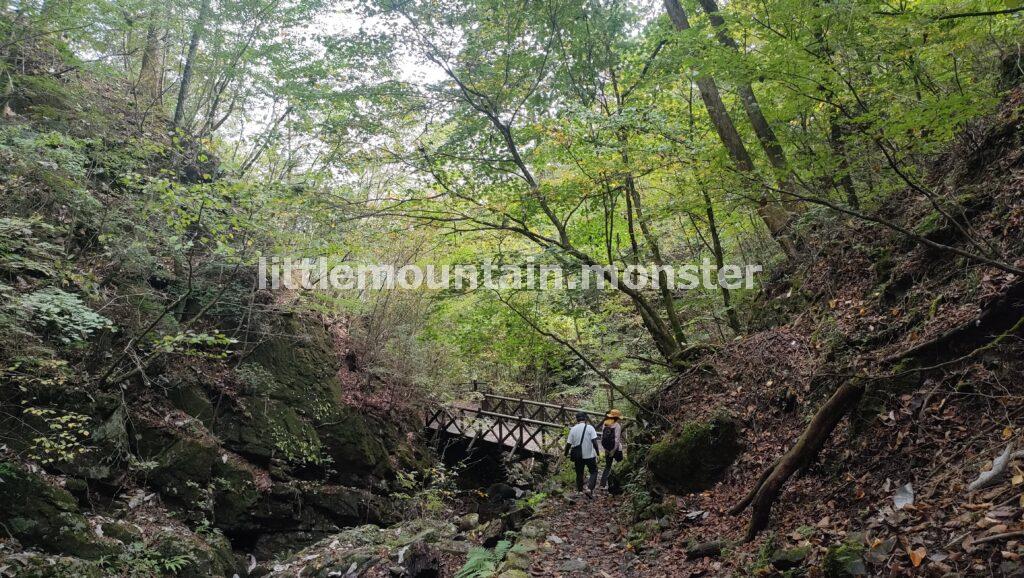【滑転注意】きのこ・苔を愛でつつ渓流を下る