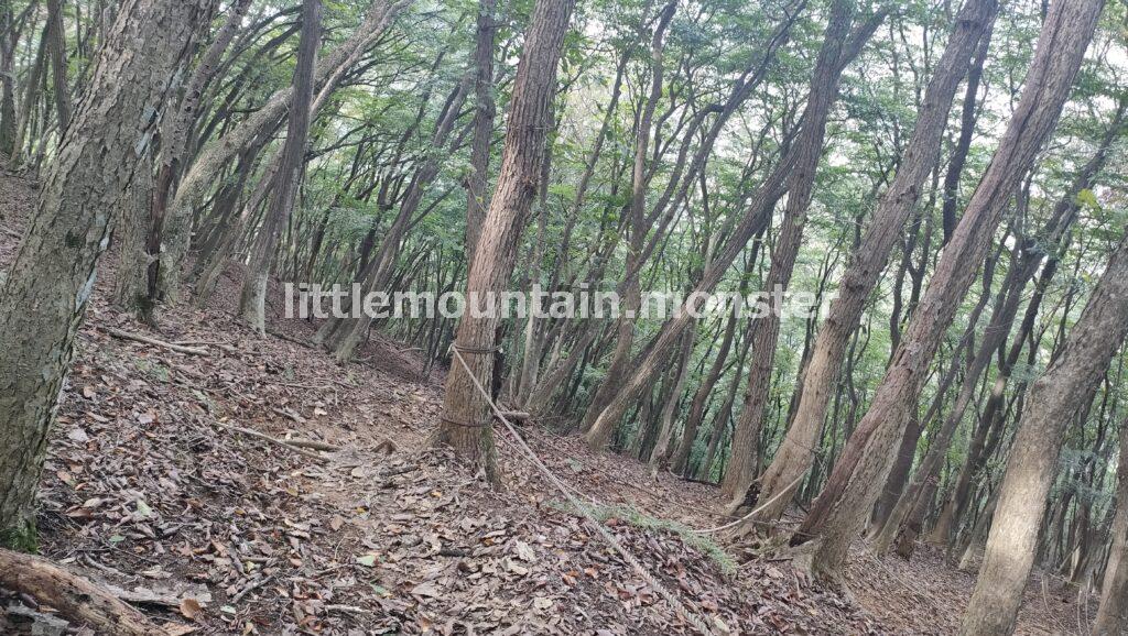 山頂がふたつ!横瀬二子山雄岳(882.8 m)・ 雌岳(870 m)