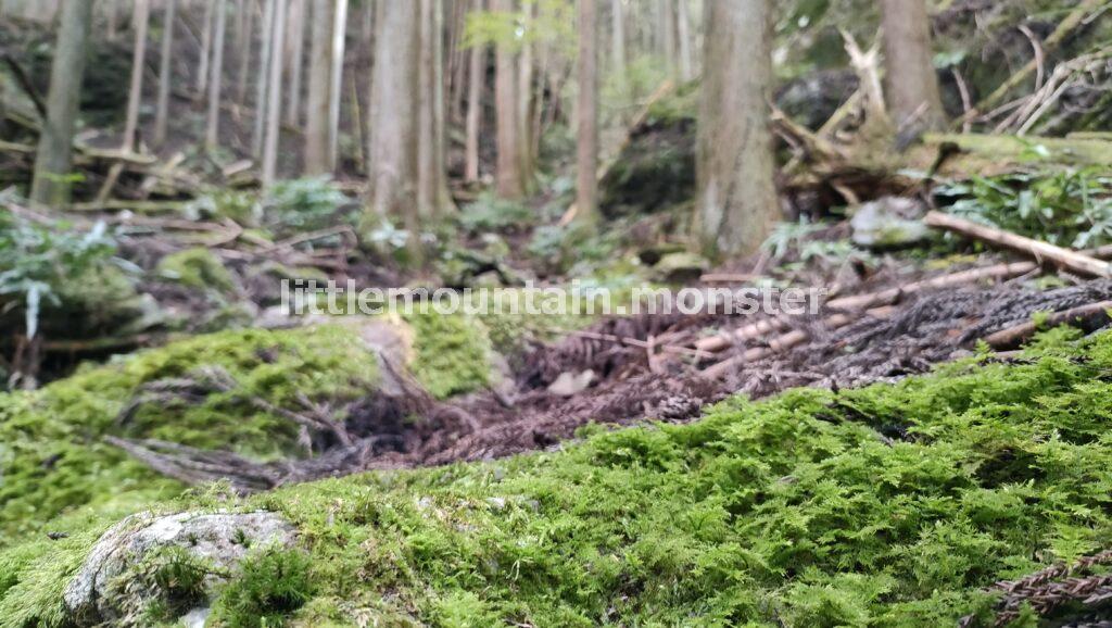 蕨山の山頂を目指して登っていくよ
