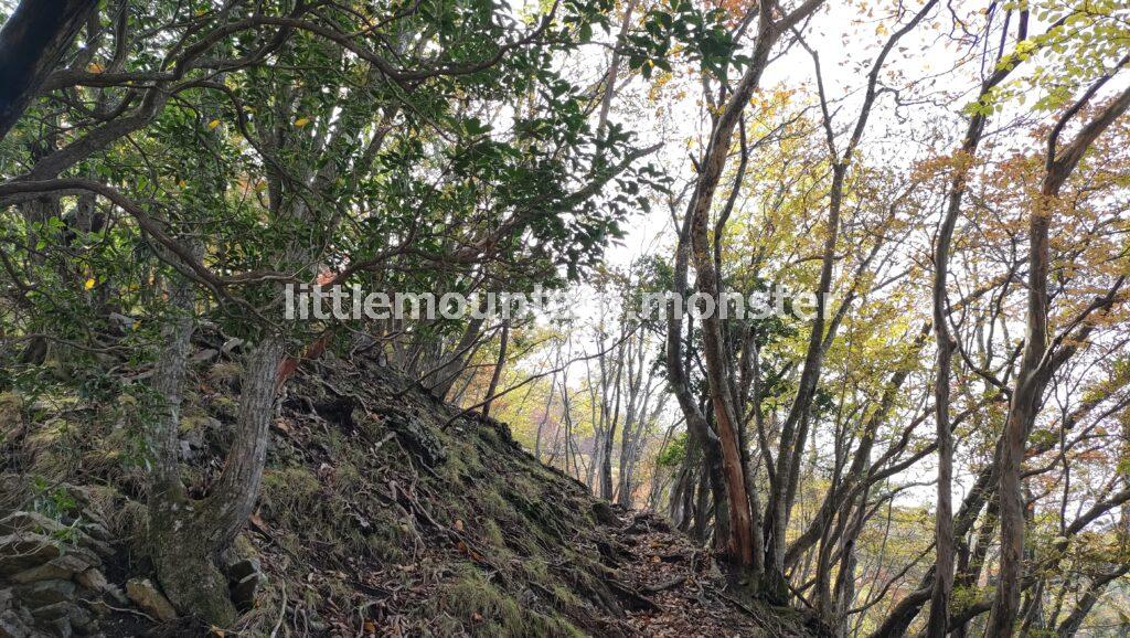 蕨山の山頂を目指して登っていくよ