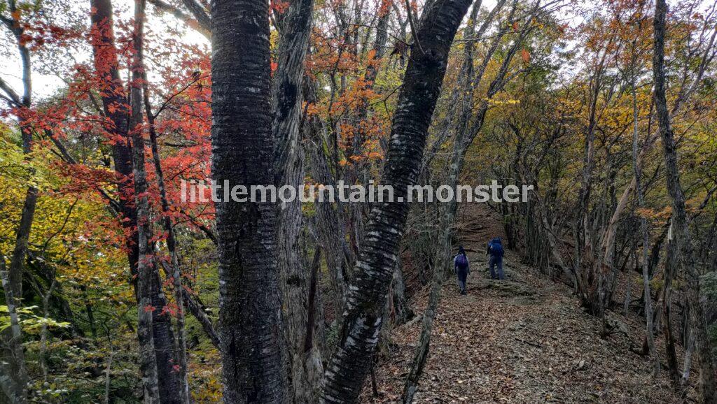 蕨山の山頂を目指して登っていくよ