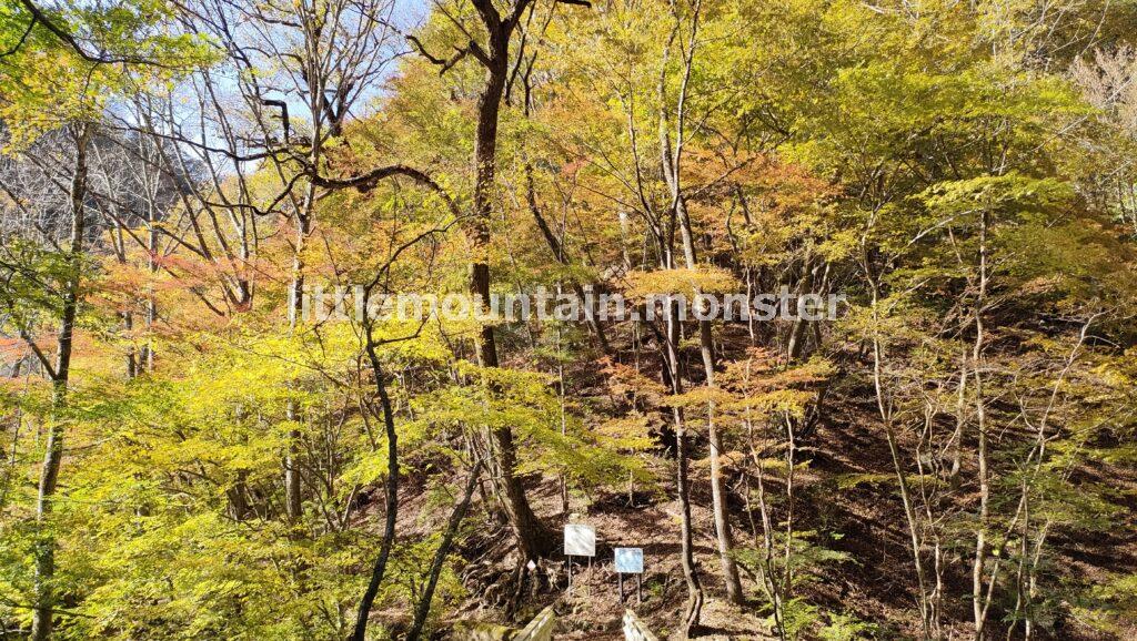 緑と黄色と紅!渓流沿いの林道で三条の湯を目指す
