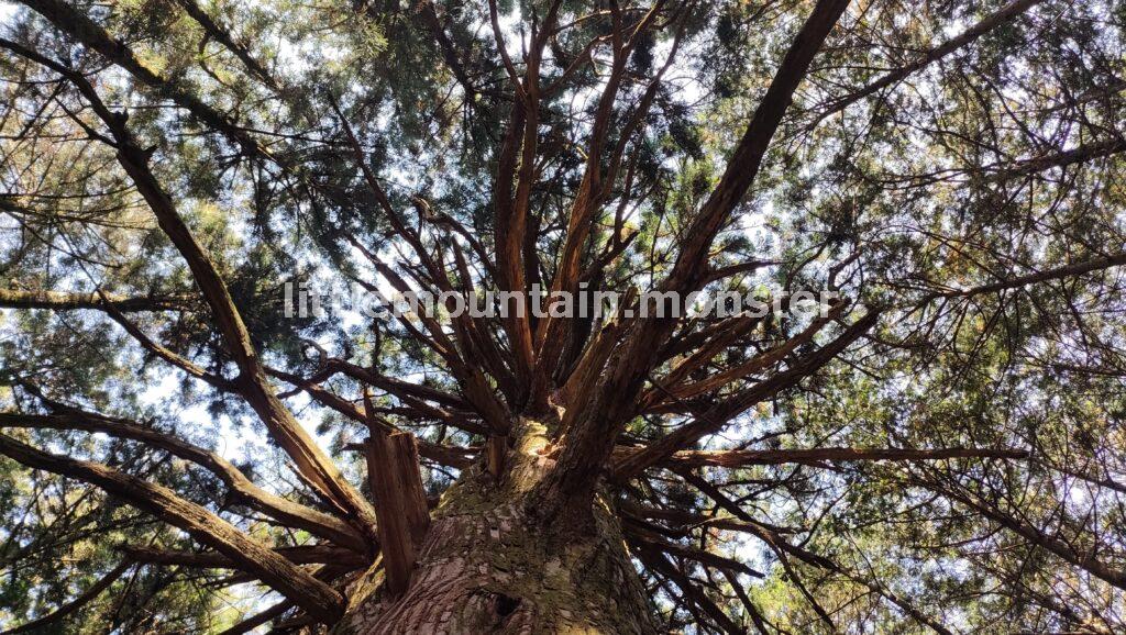 武甲山御嶽神社の一の鳥居から、武甲山山頂を目指す
