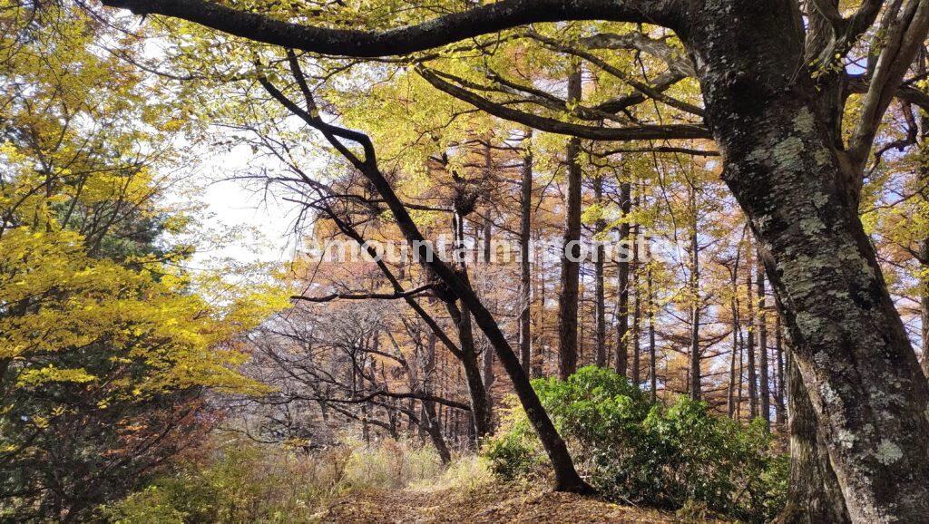 武甲山の裏参道（浦山口・橋立）ルートを下って行くよ