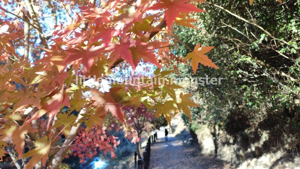 ととと、とん♪飛び石からの絶景！嵐山渓谷に沿って散策