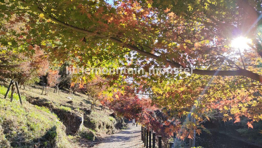 ととと、とん♪飛び石からの絶景！嵐山渓谷に沿って散策