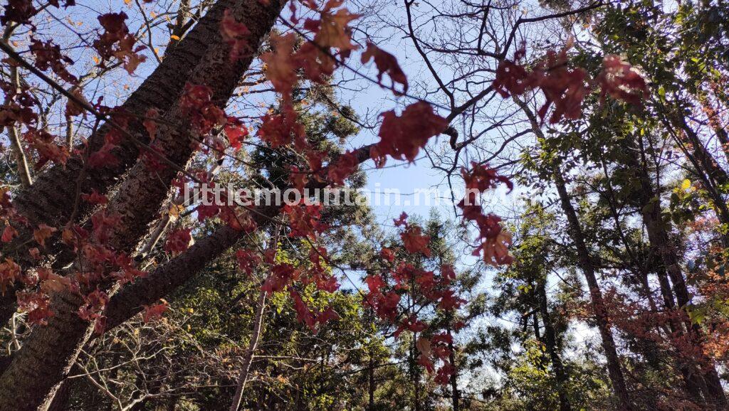 道迷い!東屋から男体拝→前原山と、皆野アルプスへ