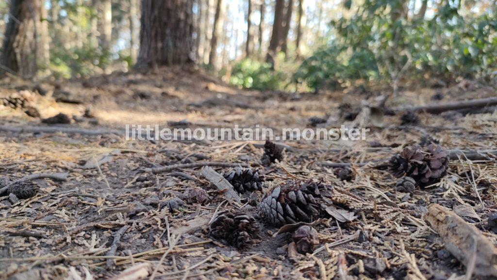 道迷い!東屋から男体拝→前原山と、皆野アルプスへ