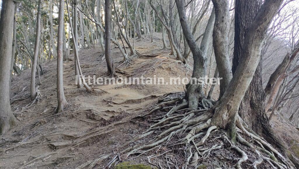 天目指峠を目指して下るはずが…