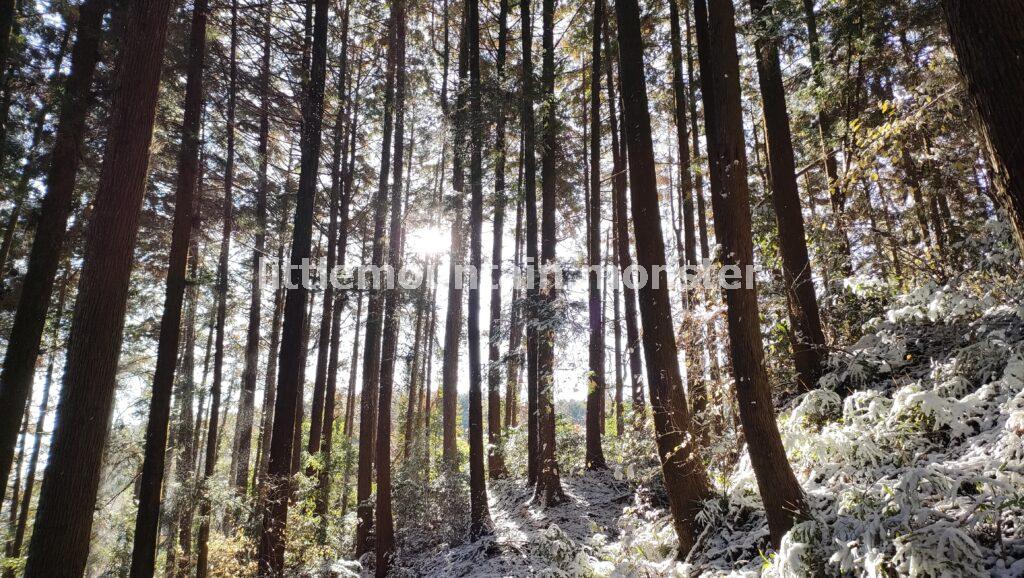 雪が積もり、舞う山道を大高山山頂を目指して登る