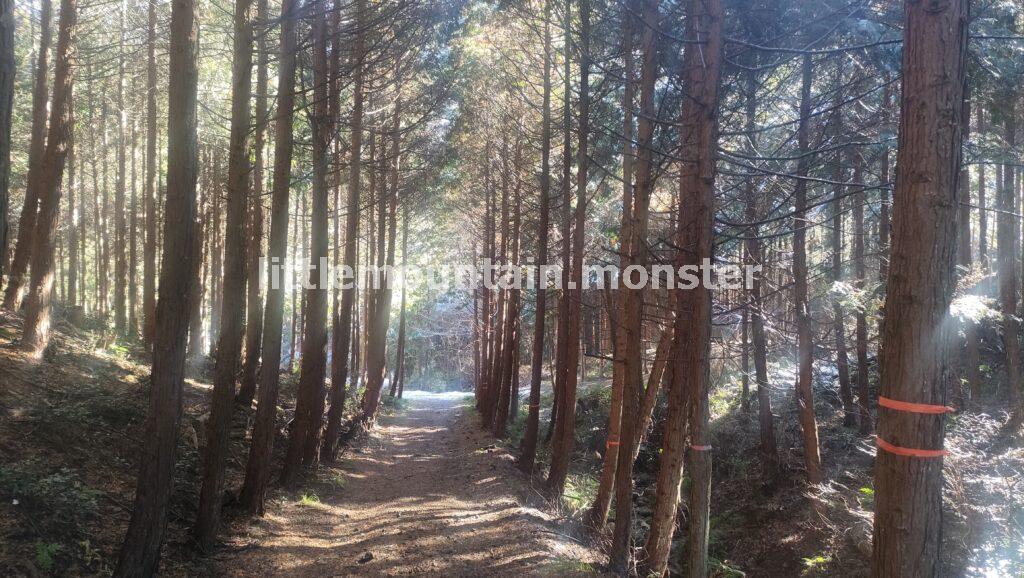 飯能アルプス経由で多峯主山へ縦走するつもりが…