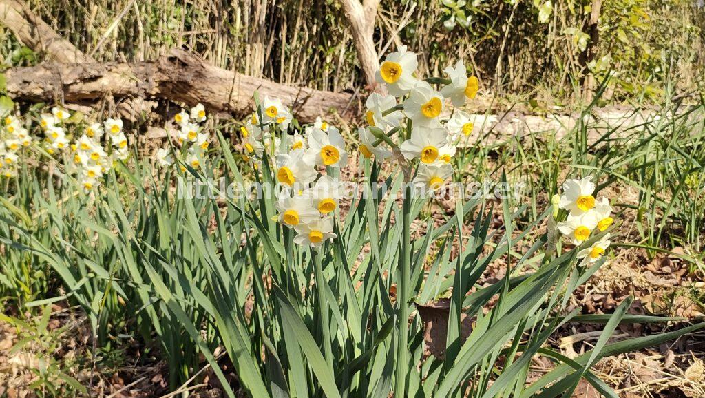 （うっすら）富士山ドーン！さくらテラスでひと休み