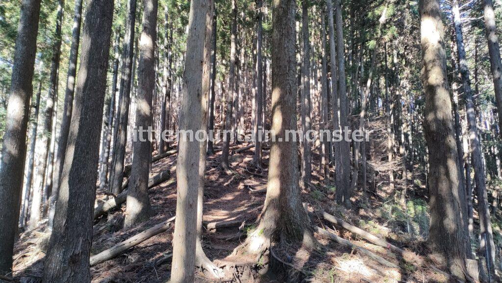 シダンゴ山山頂を目指して登るよ!