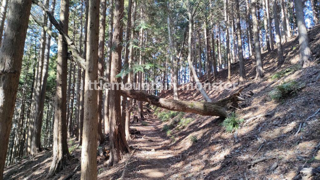 シダンゴ山山頂を目指して登るよ!