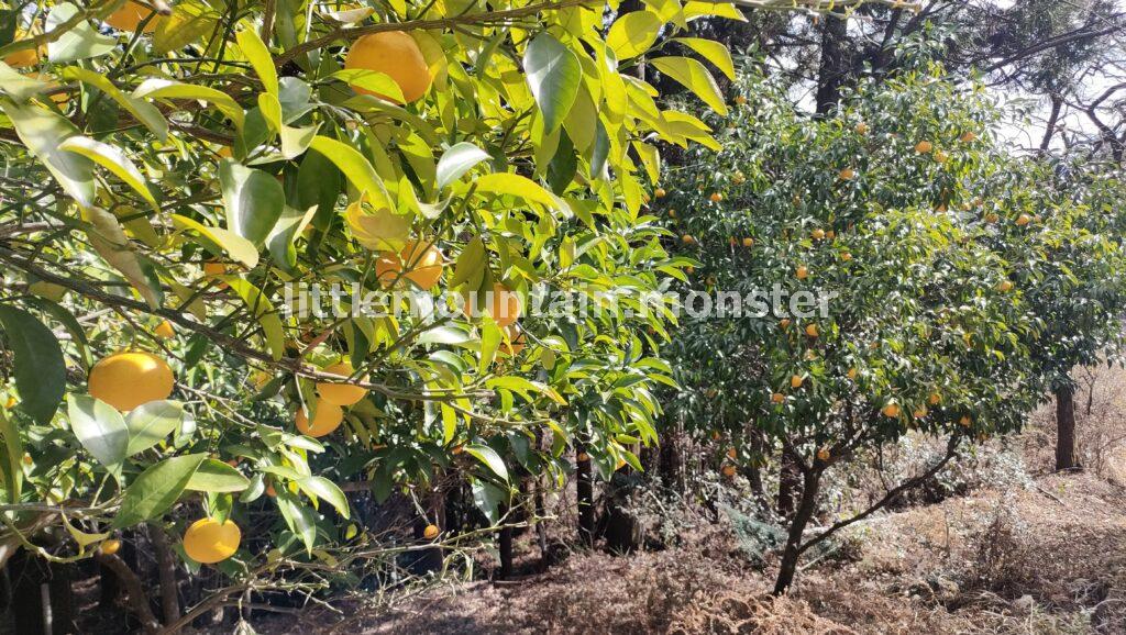 残雪・霜柱を踏みしめながら、下って行く