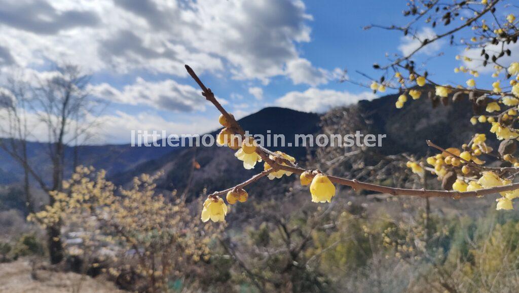 松田町寄ロウバイ園で黄色香りに微笑む