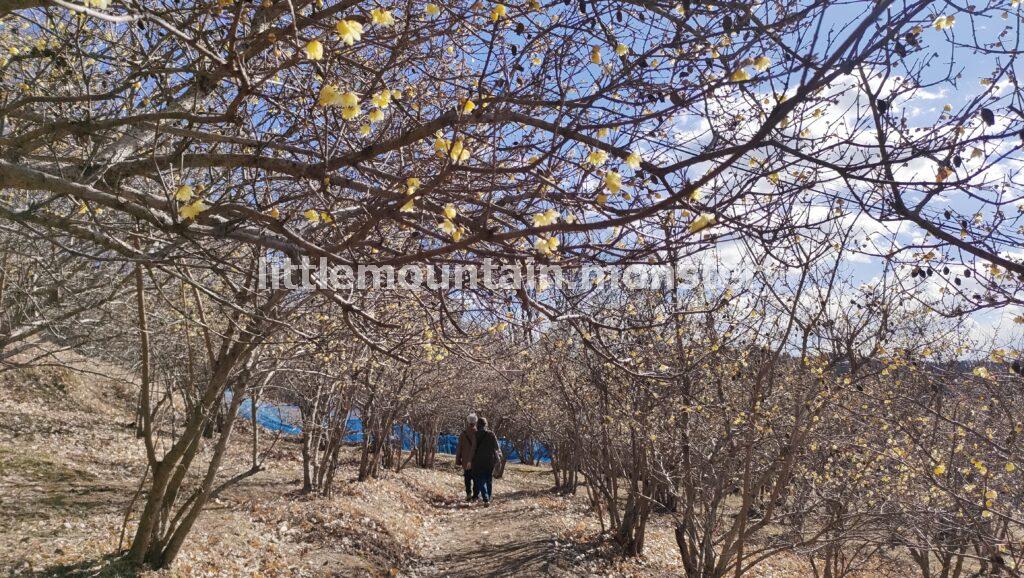 松田町寄ロウバイ園で黄色香りに微笑む