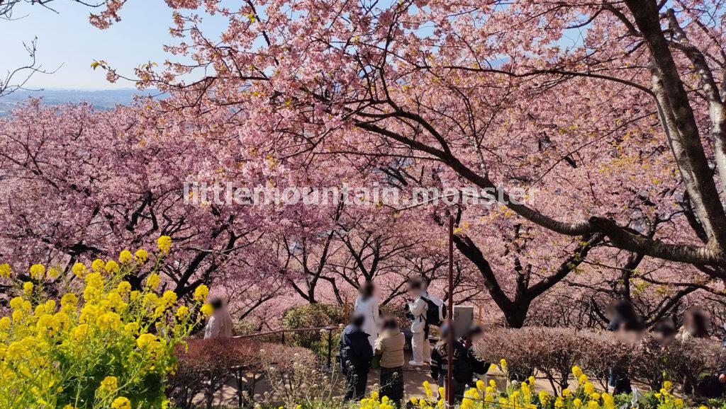 大人気!まつだ桜まつり@西平畑公園