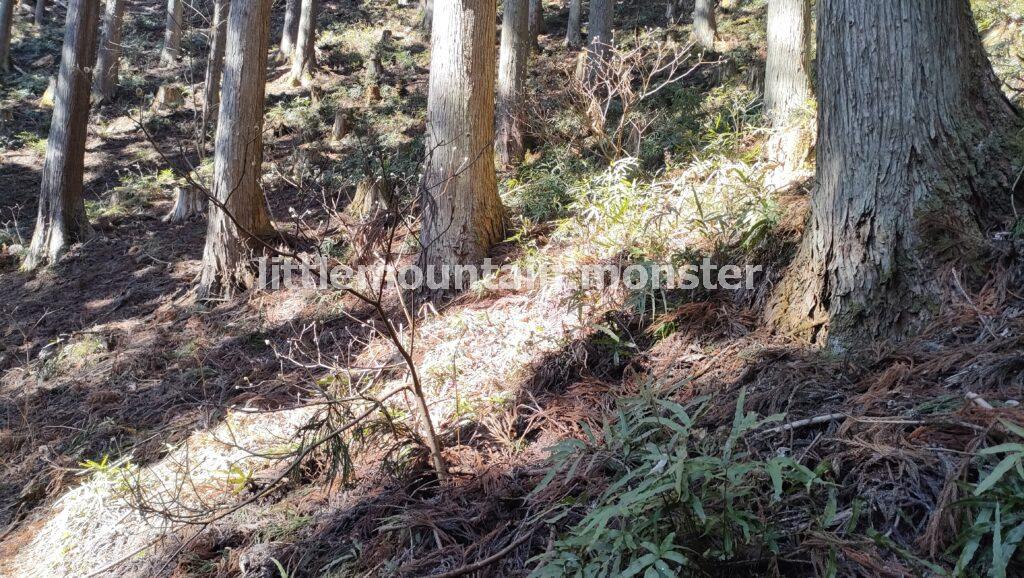 ミツマタのプチ群生