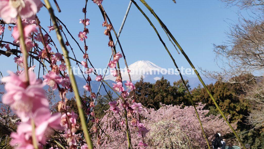 梅もあるよ!あぐりパーク嵯峨山苑に立ち寄ることに