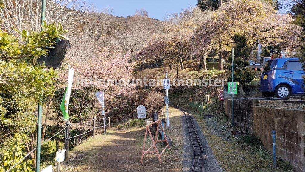 大人気!まつだ桜まつり@西平畑公園