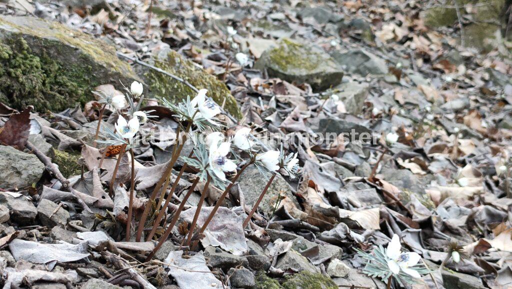 【スタート】堂上節分草園