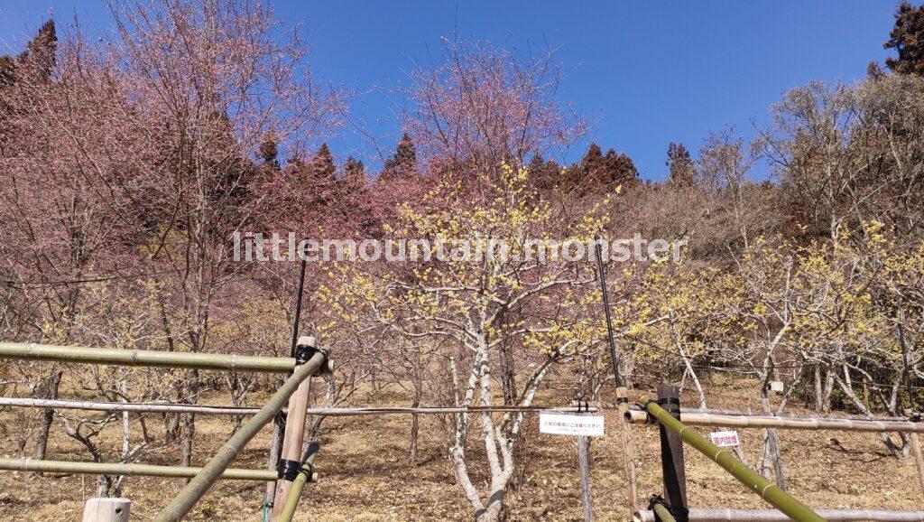 ロウバイ、梅、福寿草！四阿屋山の山居にて香りで早春を感じる