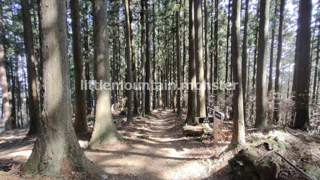 鳥居山コースで平穏に四阿屋山から下る