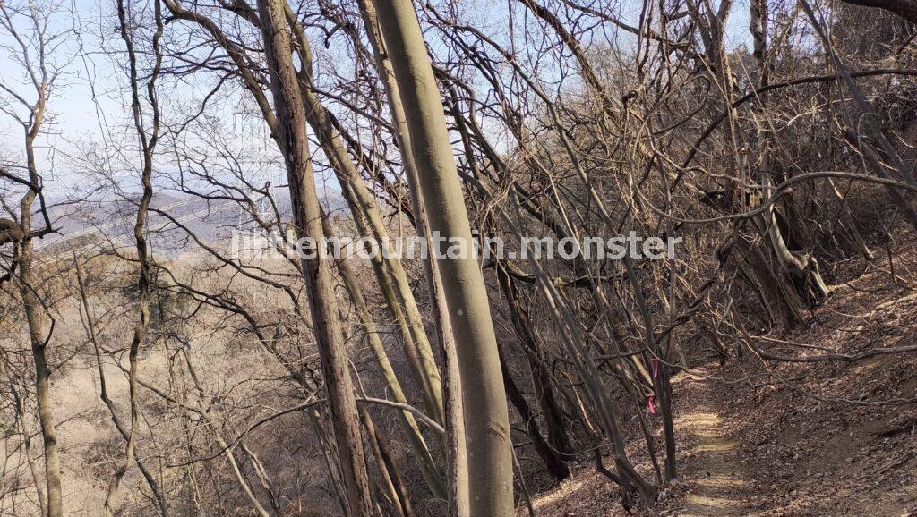 鳥居山コースで平穏に四阿屋山から下る