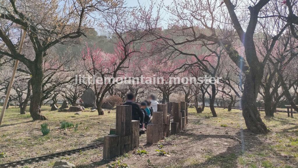 見るだけじゃない！香りも楽しむ見頃を迎えた越生梅林