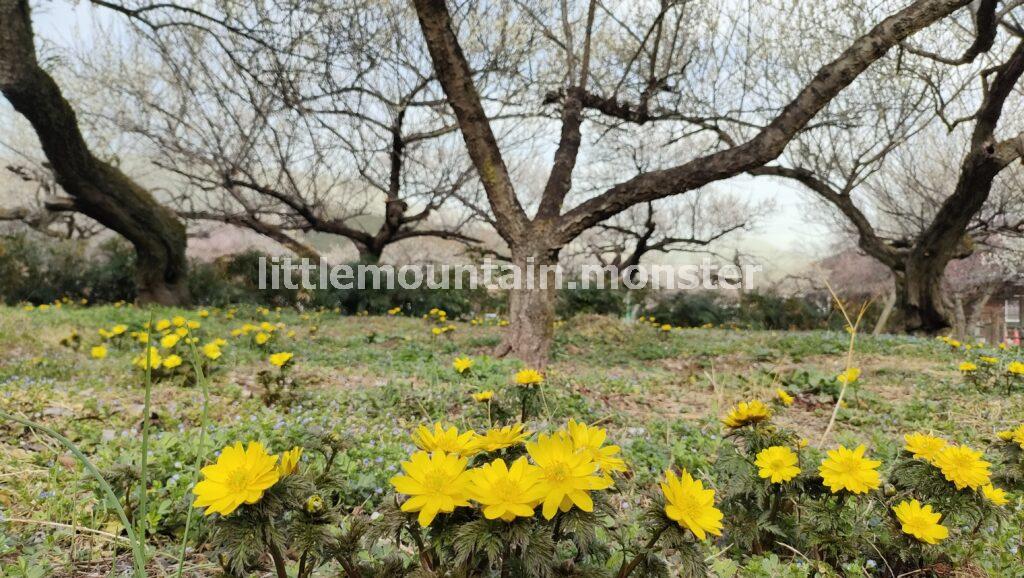 見るだけじゃない！香りも楽しむ見頃を迎えた越生梅林