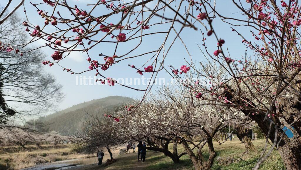 見るだけじゃない！香りも楽しむ見頃を迎えた越生梅林
