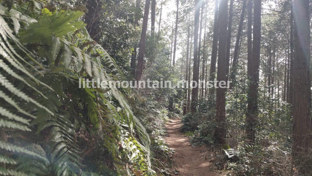 霞の正体は花粉！涙と鼻の神の座山→大高取山（376m）を登る