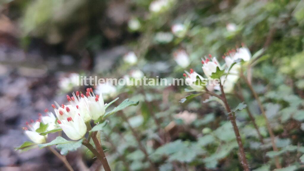 蛇滝(じゃたき)コースには、祈りと可愛らしい花がたっぷり