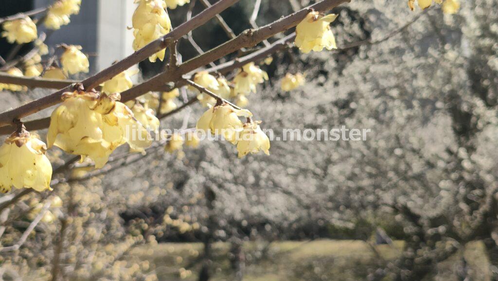 高尾梅郷で香りと梅を堪能
