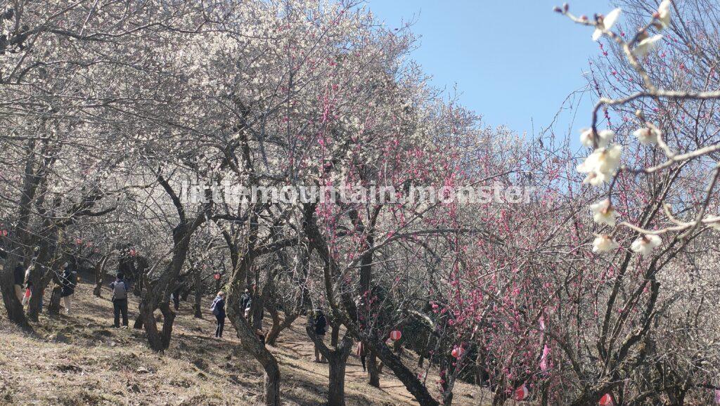 高尾梅郷で香りと梅を堪能