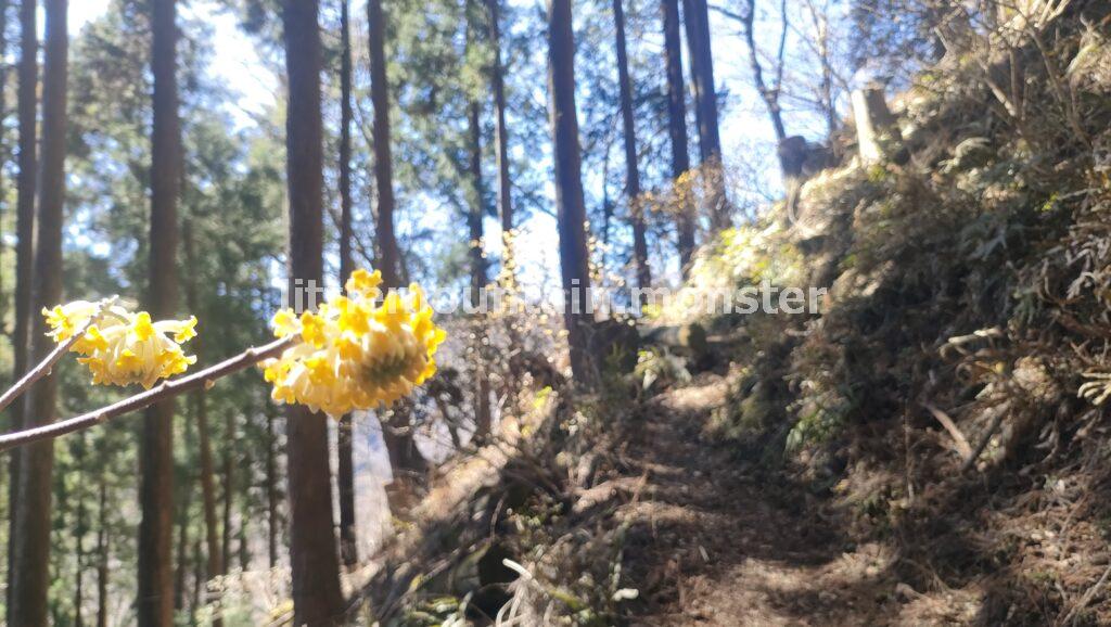 ミツバ岳登山口から、ミツマタ街道へ！頂上を目指す