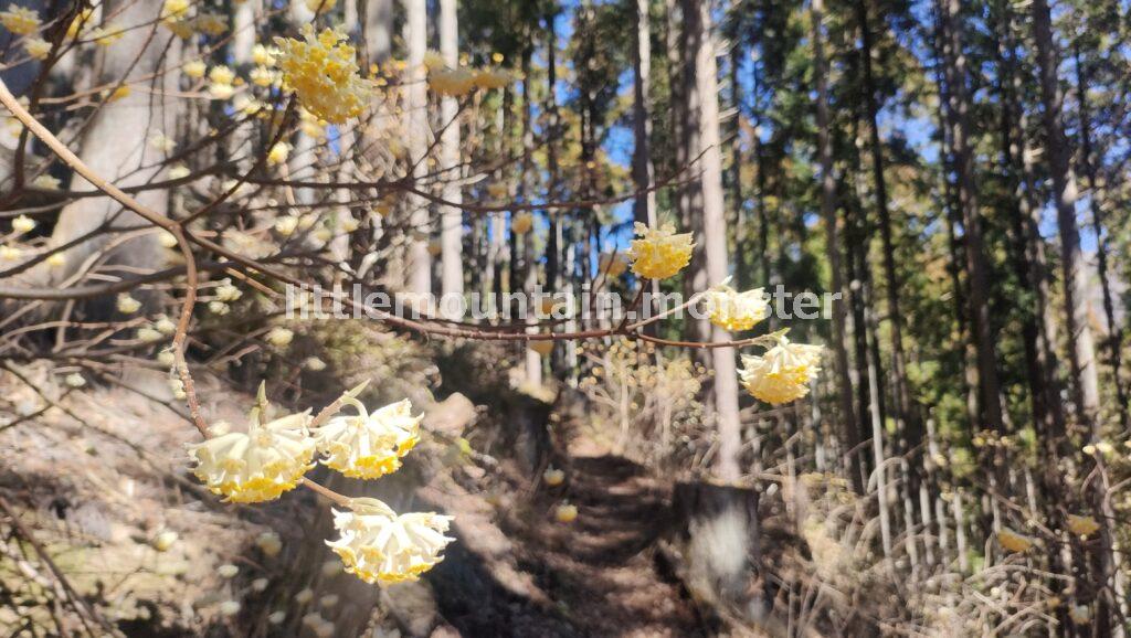 ミツバ岳登山口から、ミツマタ街道へ！頂上を目指す