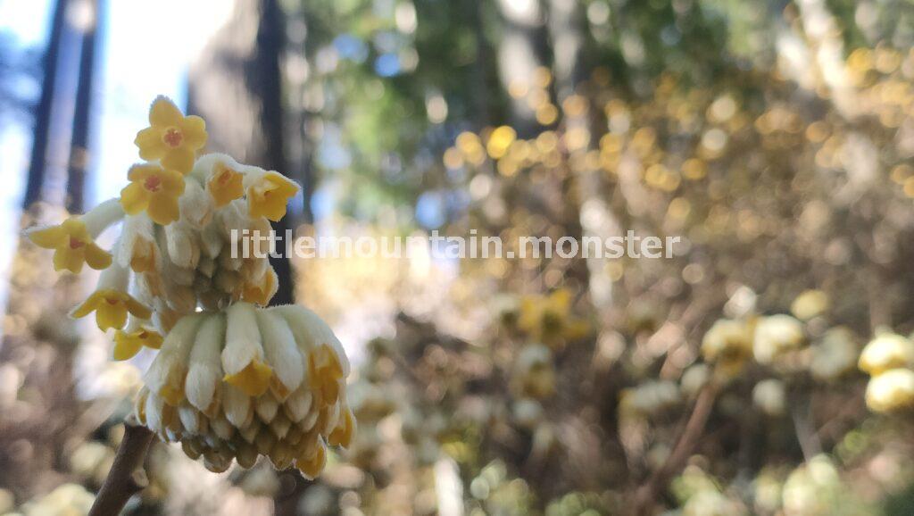 ミツバ岳登山口から、ミツマタ街道へ！頂上を目指す