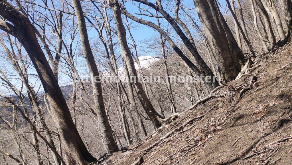 ミツバ岳登山口から、ミツマタ街道へ！頂上を目指す