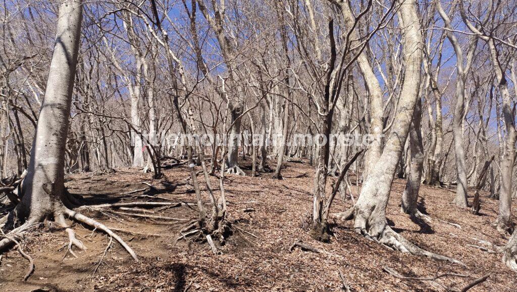 ミツバ岳登山口から、ミツマタ街道へ！頂上を目指す
