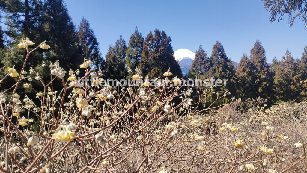 ミツマタ×富士山のコラボ！ミツバ岳（大出山/834m）の山頂の絶景