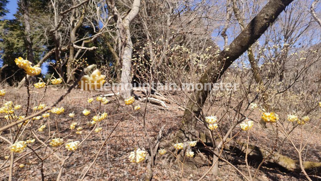 ミツマタ×富士山のコラボ！ミツバ岳（大出山/834m）の山頂の絶景
