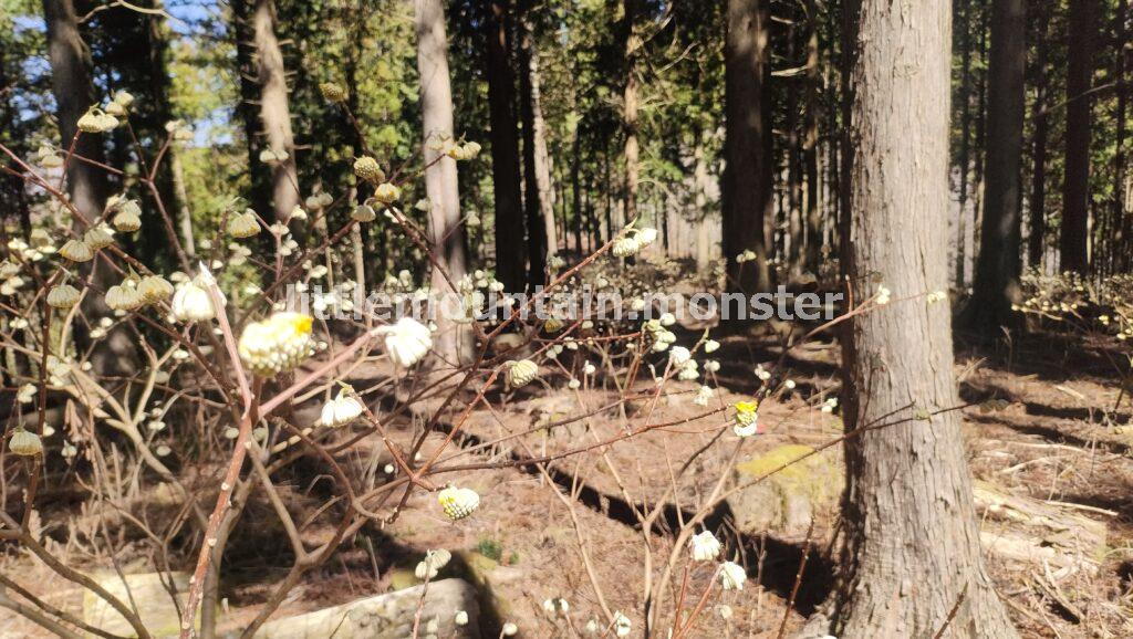 ミツマタ×富士山のコラボ！ミツバ岳（大出山/834m）の山頂の絶景