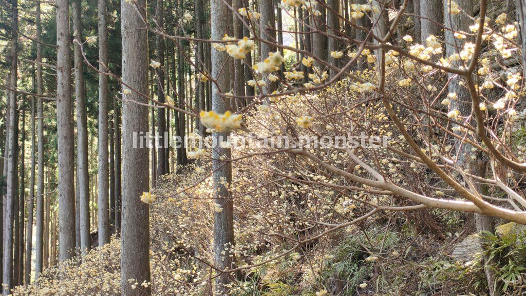 上ノ原登山口（細川橋バス停）にも、ミツマタ街道が出現