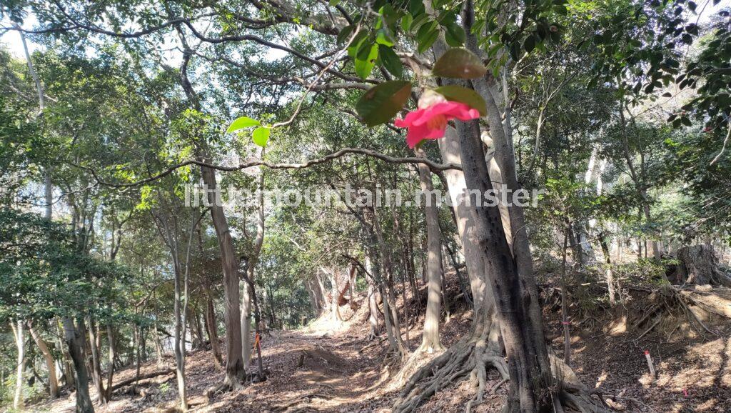 鐘ヶ獄の山頂目指し、浅間神社の参道を登る